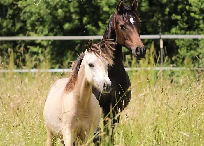 Vakantiehuis Hof Eichendiek Time Out Village